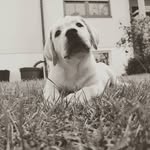 Mαʝα 🐶 - @labrador__maja__creekhunter - Instagram