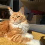 Maja of Red Hunter - @maja_themainecoon - Instagram