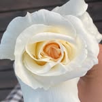 Maja Rose Carlsen - @artbymajarose - Instagram
