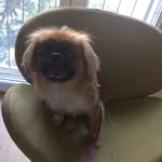 Maja Silva🐾 - @majasilvaa - Instagram