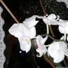 maja.smith - @crush._.mission2583 - TikTok