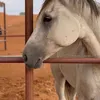 ماجد الكعبي - @majedsaid223 - TikTok