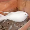 Majeed Ali - @majeedali47654 - TikTok