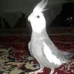 مجید دانشور - @majid.daneshvar49 - Instagram