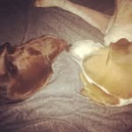 Cooper and Major - @cooperandmajor - Instagram