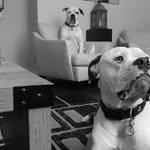 Cooper and Major - @cooperandmajorr - Instagram