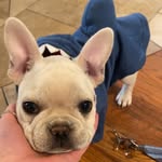 Cooper the Frenchie - @major_cooper_wigglebutt - Instagram