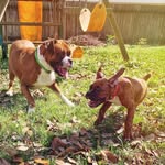 @major_and_cooper - Instagram