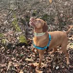 Major Cooper - @major_pointer - Instagram