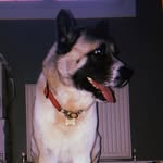 💛Major Cooper💛 - @major.the.akita - Instagram