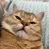 littleboiledpeanut - @majorlong - TikTok