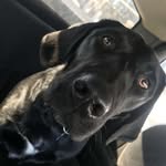 Pups - @sweetie.major.ramsey - Instagram