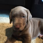 Major Ziggy Rogers - @majorsilverlab - Instagram