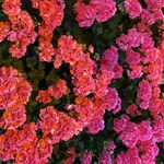 makayla gray - @makaylagray.spam - Instagram