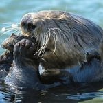 Maksym Doroshenko - @ottersdrowningmonkey - Instagram