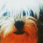 Malachi Alexander - @fettywap13alexander - Instagram