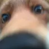 malachitefox - @malachitefox - TikTok