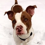 Malachi James - @malachi_thepitbull - Instagram