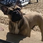 Malachi Nicholson - @south_west_best_french_bullz - Instagram