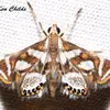 Malachi Roth - @mothlight_medic - TikTok