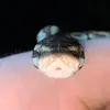 Rivia the Ball Python - @malachiroth - TikTok