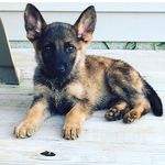 Malachi - @malachithegermanshepard - Instagram