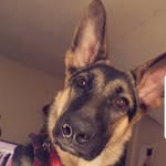 Draco malachi the gsd🐾 - @dracomalachi_thegermanshepherd - Instagram