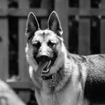 Malachi Collins - @malachi_the_german_shepherd - Instagram