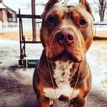 malachi tramell stephens - @youngboy_malachi - Instagram
