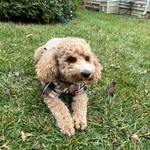 Gideon Malachi Wiggins - @gideonforeals - Instagram