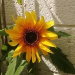 Malachy Collins - @malachy.collins.75 - Instagram