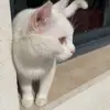 Malak allan - @malakallan2 - TikTok