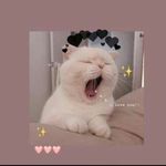 malak Bazzi - @ammalakbazzi - Instagram