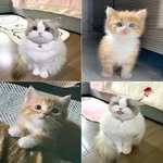 malak khatib - @malakkhatib931 - Instagram