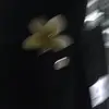 Malak Sharif - @malak..sharif - TikTok