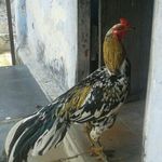 arun malathi - @arunmalathi59 - Instagram