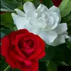 Malathiganesh - @ganeshmalathi2 - TikTok