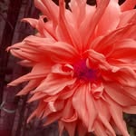 Malati Ghosh - @malati.ghosh.714 - Instagram