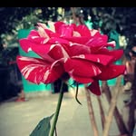 Malati Ghosh - @mamata_ghosh_787979 - Instagram