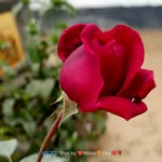 Malay Dey 8690 - @malay__dey999k - Instagram