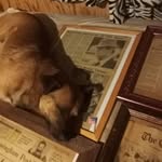 Joseph Bellamy - @josephmalcolmbellamy64 - Instagram