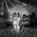 Malcolm Bernstein - @mgb4dogs - Instagram