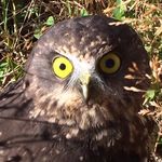 Malcolm Blair - @malcblair - Instagram