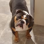 Malcolm - @tribluebullymalcolm - Instagram