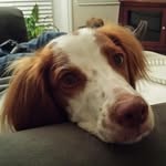 MalcolmBooker - @malcolmbookerthedog - Instagram