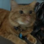 Sir Malcolm Chase McCormick II - @thechasemccormick - Instagram