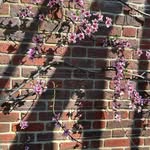 Malcolm Dean - @trimmebush_garden_services - Instagram