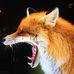 Malcolm Fox - Facebook