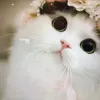 Malcolm - @malcolm0777 - TikTok