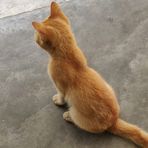 Malcolm Lau - Facebook